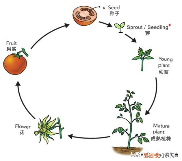 浇植物用英语怎么写,用英文教宝宝种植物,播种、浇水、移栽、培土……