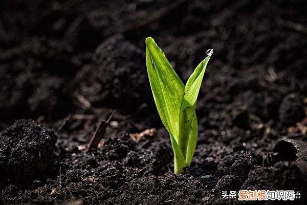 浇植物用英语怎么写,用英文教宝宝种植物,播种、浇水、移栽、培土……