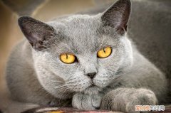 小猫得狂犬病什么症状，小猫得狂犬病的早期症状