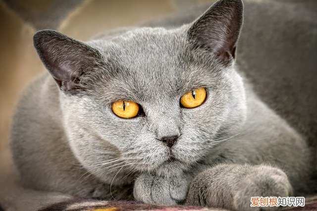 小猫得狂犬病什么症状，小猫得狂犬病的早期症状
