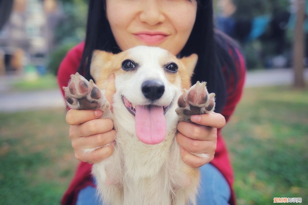 狗狗这样是在告诉你，你是它最重要的人！，对于狗狗来说你就是他的全部