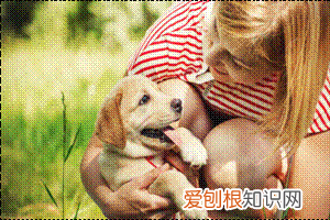狗狗这样是在告诉你，你是它最重要的人！，对于狗狗来说你就是他的全部