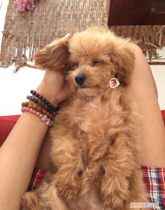 狗狗这样是在告诉你，你是它最重要的人！，对于狗狗来说你就是他的全部