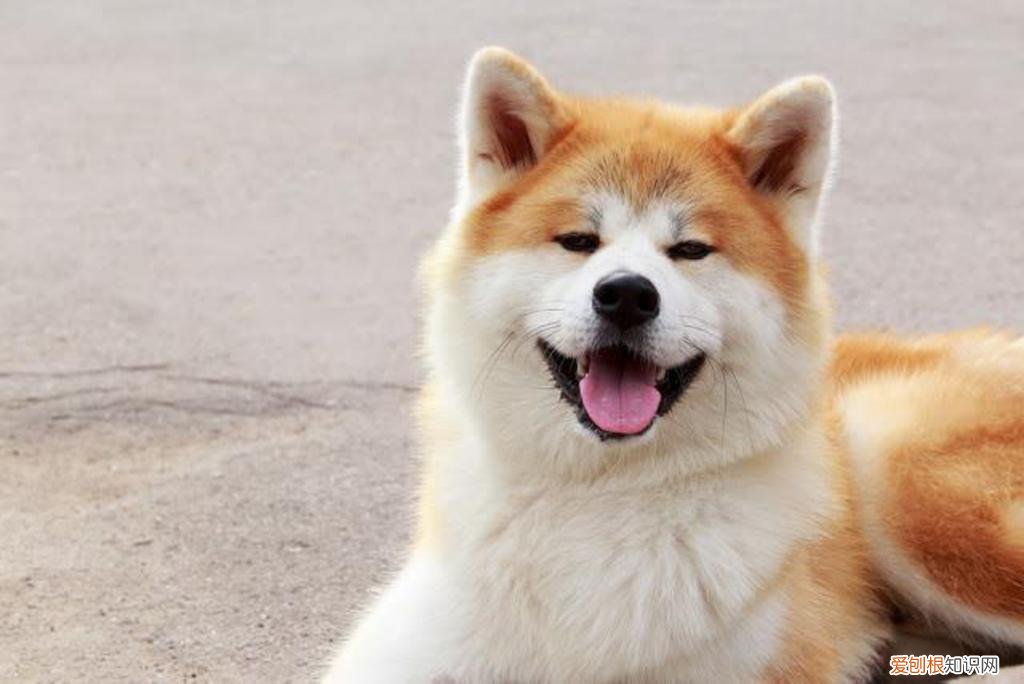 秋田犬几个月适合训练，秋田犬三个月多大