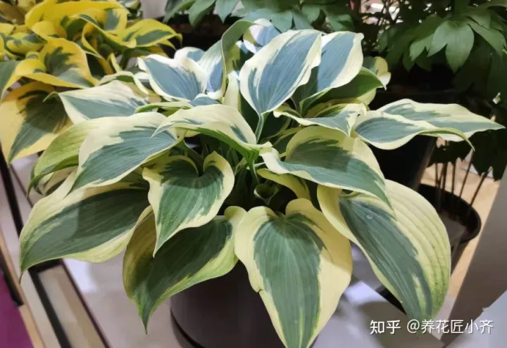 养花有什么诀窍吗，养花到底有没有诀窍？通过十多年养花，让我总结出了经验