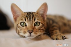 猫尿不出来怎么催尿，猫尿不下来尿怎么办?