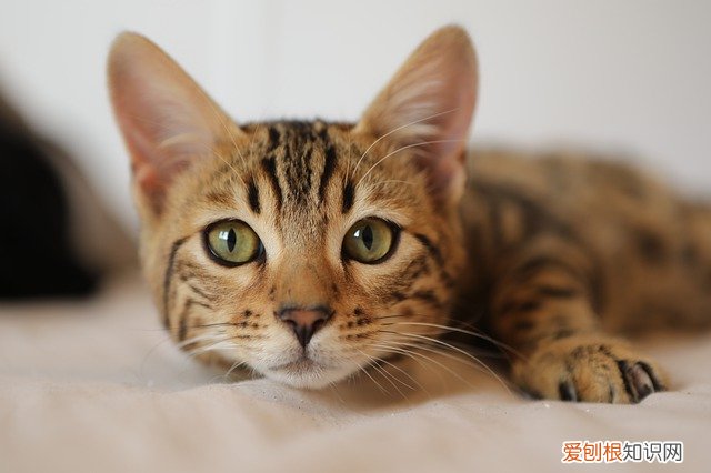 猫尿不出来怎么催尿，猫尿不下来尿怎么办?