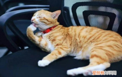 猫支鼻是怎样的，猫鼻支咋得的