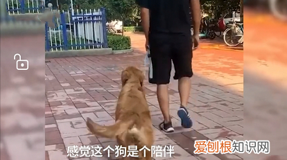 小伙领养被遗弃金毛,会指挥倒车、走猫步!,金毛走失如何找