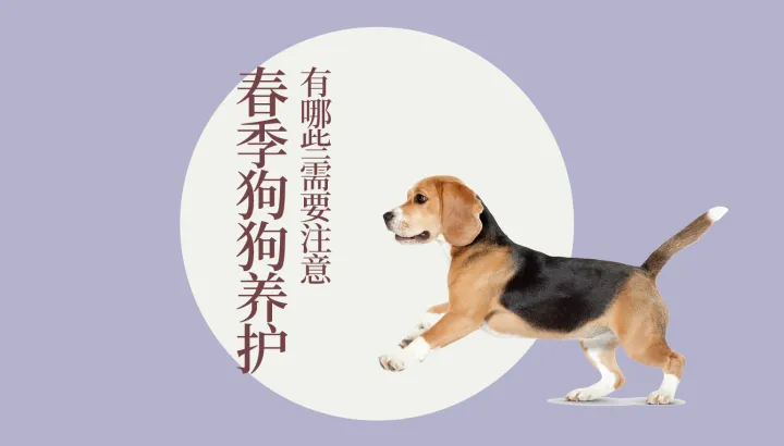 猫狗宠物网，宠物大师猫狗科普站-第四期