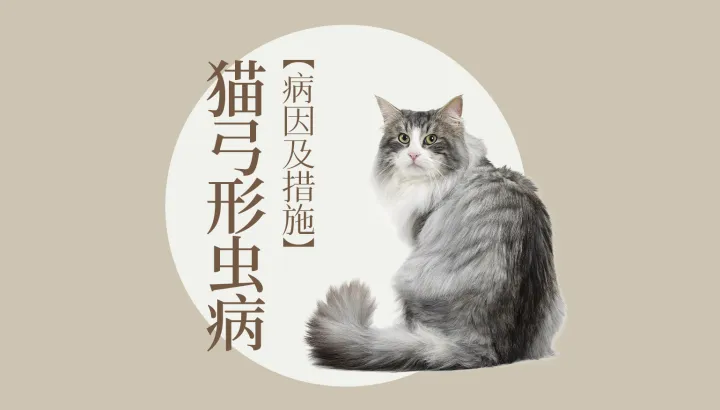 猫狗宠物网，宠物大师猫狗科普站-第四期