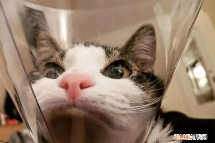 猫的饲养知识，【宠物知识科普篇】铲屎官们需要了解的猫眯基础疾病，猫咪小药箱有备无患!