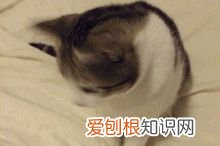 猫咪每天早上蹦迪怎么办，【宠物知识科普篇】猫咪夜夜蹦迪、弄乱家里、乱尿等能不能揍它？这些部位请一定要注意不能随意乱打！！！