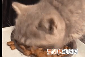 猫咪每天早上蹦迪怎么办，【宠物知识科普篇】猫咪夜夜蹦迪、弄乱家里、乱尿等能不能揍它？这些部位请一定要注意不能随意乱打！！！
