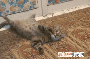 猫咪每天早上蹦迪怎么办，【宠物知识科普篇】猫咪夜夜蹦迪、弄乱家里、乱尿等能不能揍它？这些部位请一定要注意不能随意乱打！！！