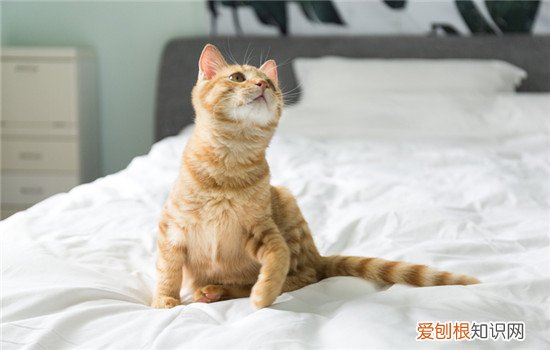 强行给猫喂药它会恨你吗，强行给猫喂药它会恨你吗