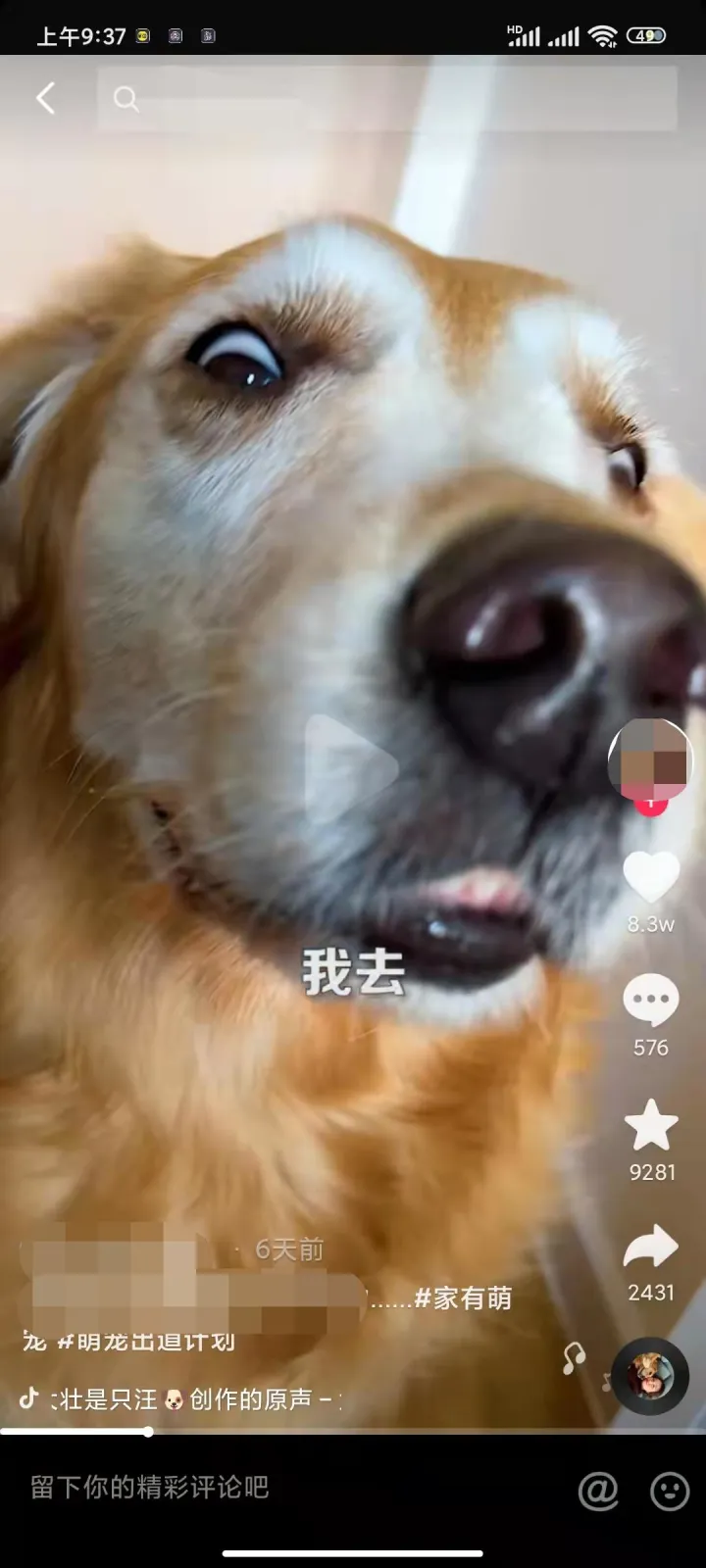 拆解小型电陶炉,详细拆解宠物类账号玩法,轻松实现月入过万