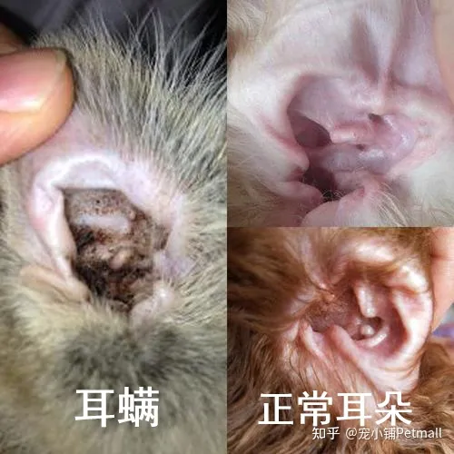 猫耳朵出油是耳螨吗，猫咪/狗狗耳朵又脏又油，快查查耳螨吧！