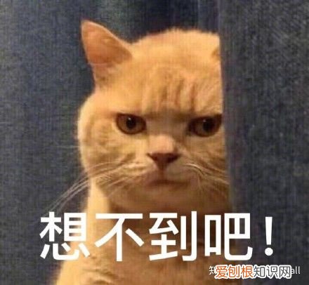 猫耳朵出油是耳螨吗，猫咪/狗狗耳朵又脏又油，快查查耳螨吧！