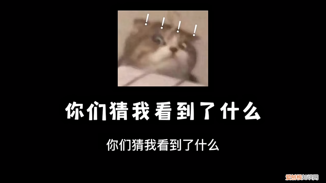 小红书账号的粉丝怎么迁移到抖音上，账号拆解｜小红书萌宠博主粉丝量15万+宠物账号如何快速涨粉变现