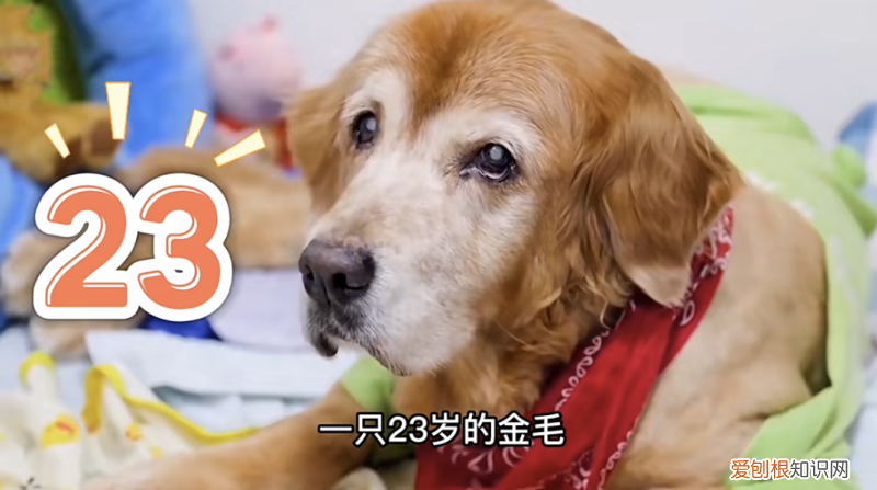 小红书账号的粉丝怎么迁移到抖音上，账号拆解｜小红书萌宠博主粉丝量15万+宠物账号如何快速涨粉变现
