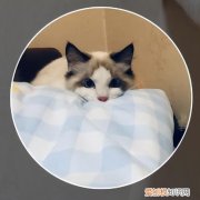 小红书账号的粉丝怎么迁移到抖音上，账号拆解｜小红书萌宠博主粉丝量15万+宠物账号如何快