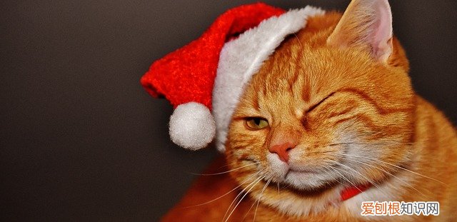 猫癣和黑下巴怎么区分，猫癣和黑下巴怎么区分的
