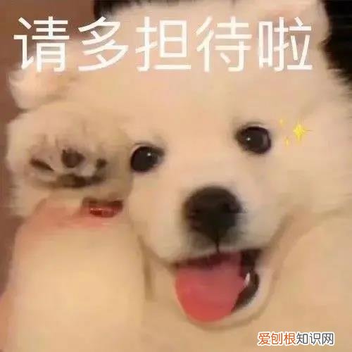狗界王思聪：我喝的不是酒，是想你的液，王思聪舔狗语录想你的液