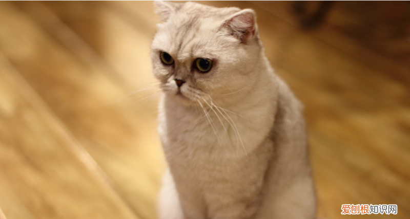 12个月-8岁 猫生了7只能活几只，如何养出一只健康又长寿的猫咪？