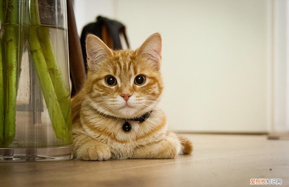 12个月-8岁 猫生了7只能活几只，如何养出一只健康又长寿的猫咪？
