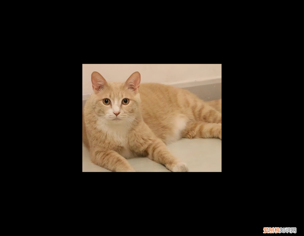 12个月-8岁 猫生了7只能活几只，如何养出一只健康又长寿的猫咪？