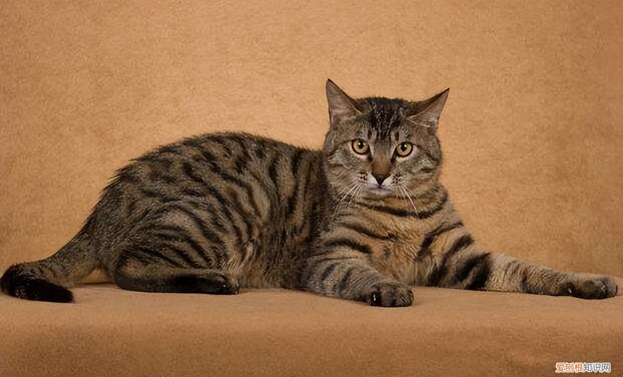 12个月-8岁 猫生了7只能活几只，如何养出一只健康又长寿的猫咪？