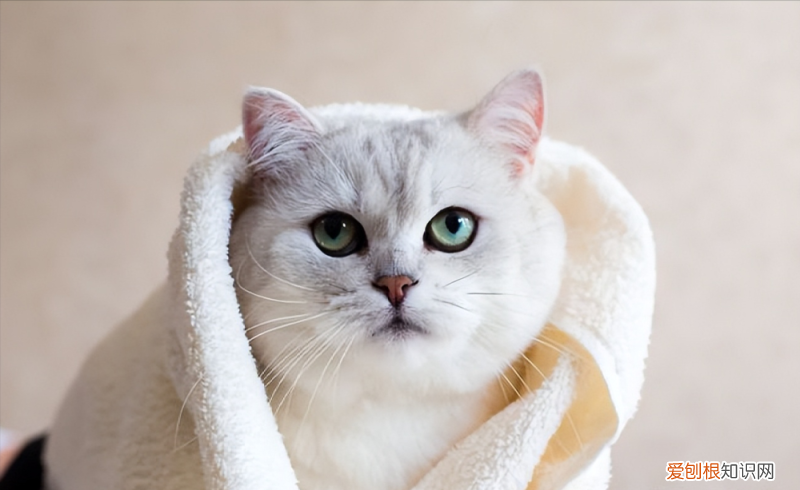 12个月-8岁 猫生了7只能活几只，如何养出一只健康又长寿的猫咪？