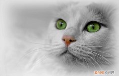 猫闻到杀虫剂会不会中毒，猫闻到杀虫剂会不会中毒死亡