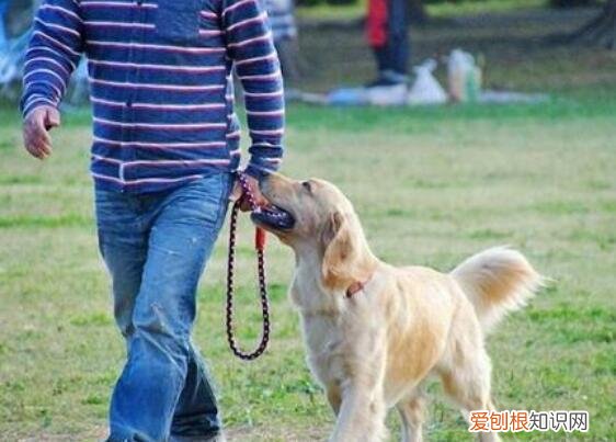 狗狗被你养熟了的五种表现，新手铲屎官必看！，狗狗睡熟了的表现