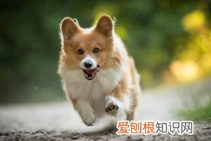 狗狗被你养熟了的五种表现，新手铲屎官必看！，狗狗睡熟了的表现