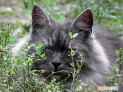 猫fpv阴性会是猫瘟吗，fpv猫瘟准吗