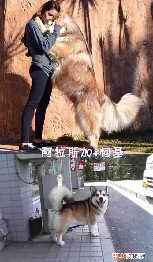 千万不要让你家狗跟着柯基混！