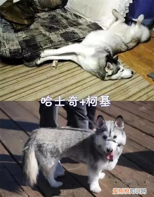千万不要让你家狗跟着柯基混！
