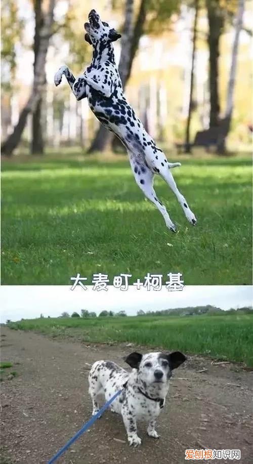 千万不要让你家狗跟着柯基混！