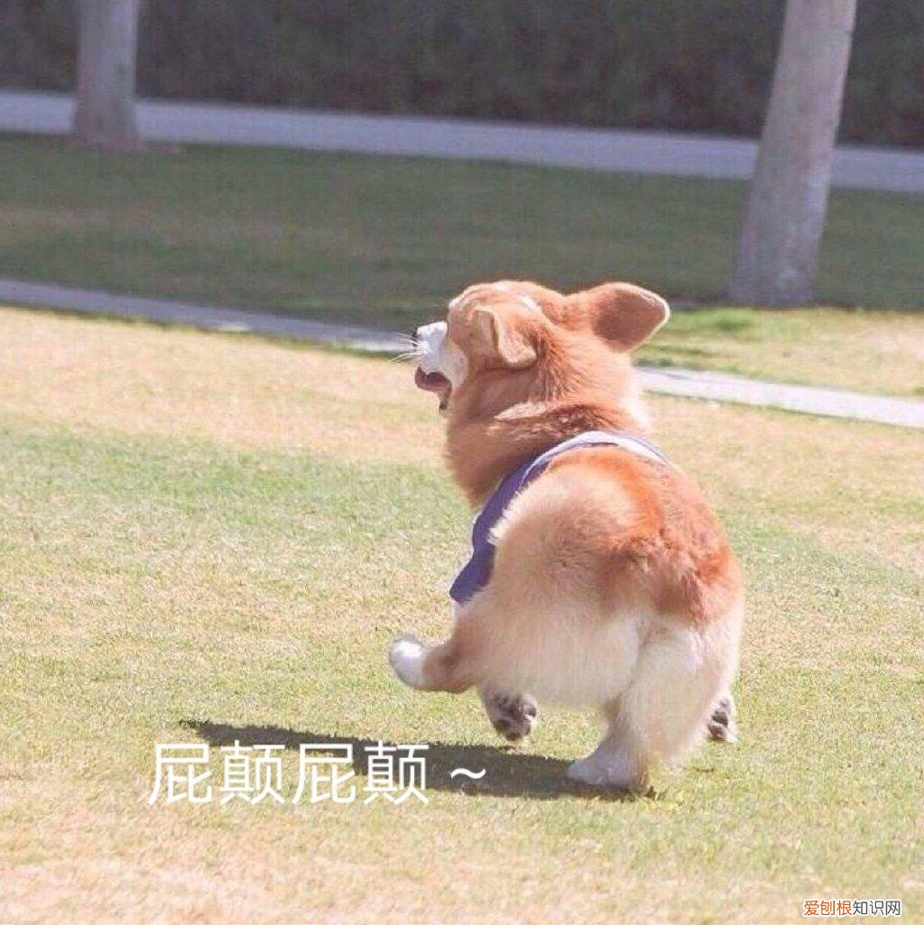千万不要让你家狗跟着柯基混！