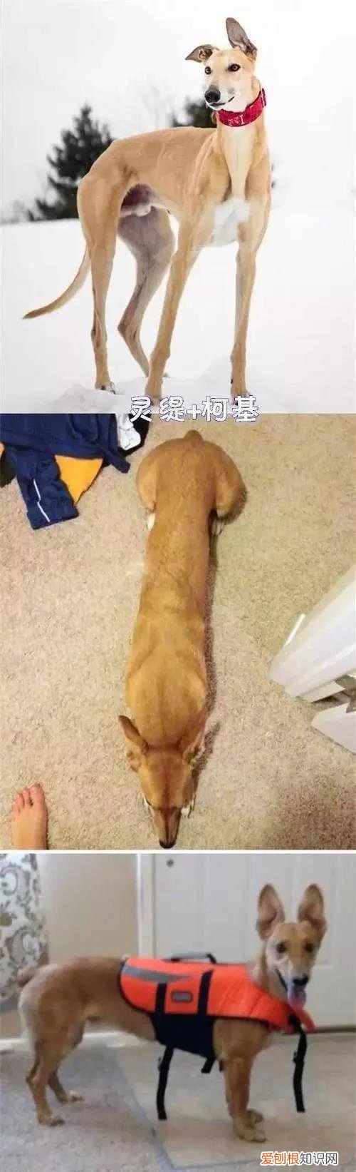 千万不要让你家狗跟着柯基混！