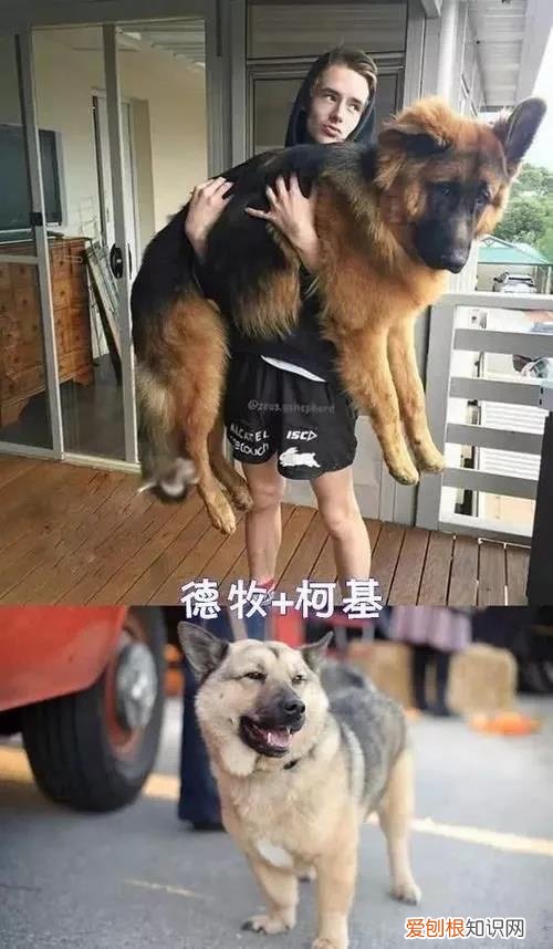 千万不要让你家狗跟着柯基混！