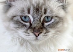 猫贾第虫怎么治疗，猫贾第虫吃甲硝唑吃多久
