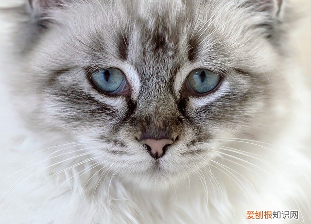 猫贾第虫怎么治疗，猫贾第虫吃甲硝唑吃多久