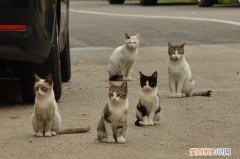 小猫腹水能活多久，猫腹水存活时间
