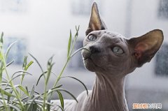 怎么看猫咪是不是隐睾，怎么知道猫是不是隐睾