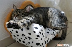 小猫吐白沫怎么办，小猫吐白沫怎么办可以喝白糖水吗