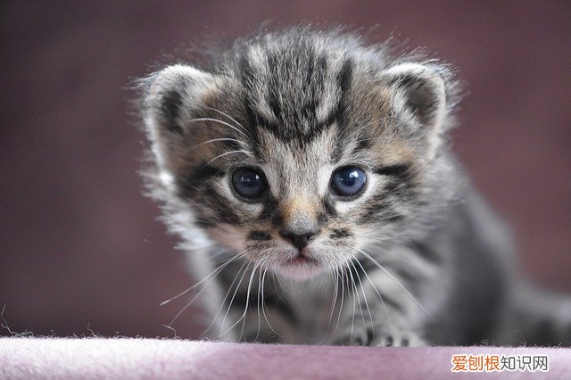 猫瘟好治吗，猫瘟好治嘛