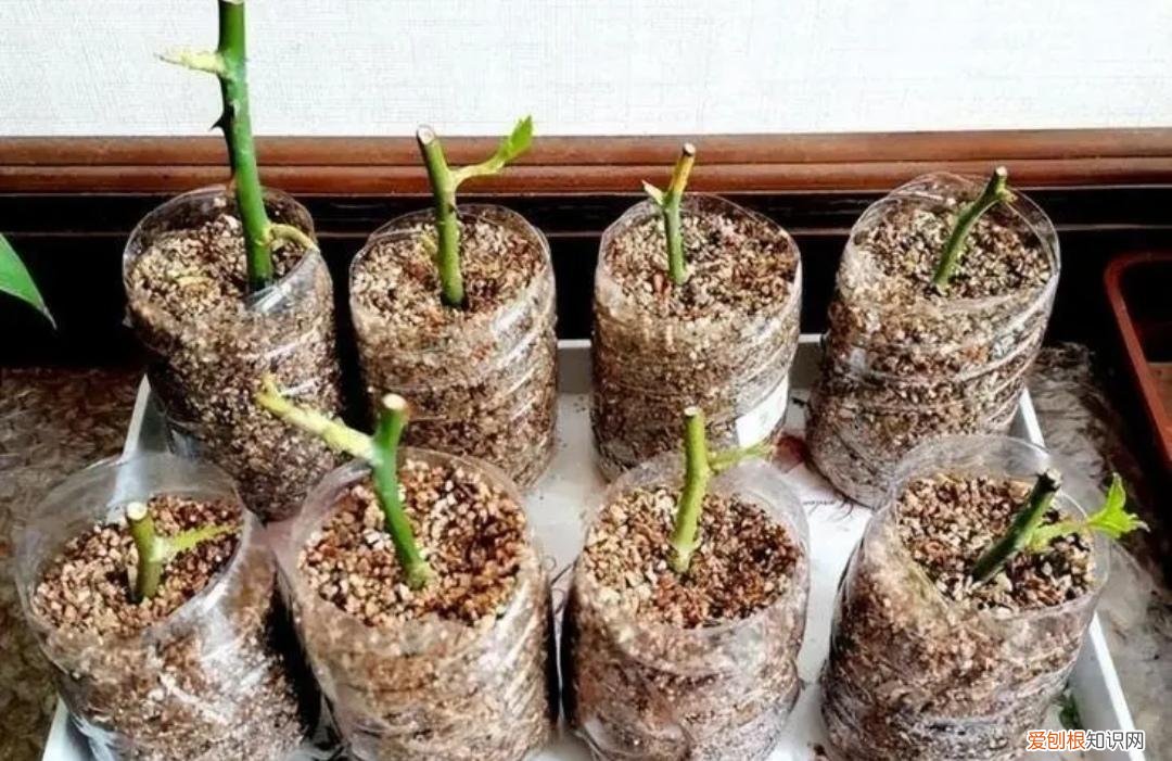 10种花卉最佳扦插时间和技巧,赶紧收藏了，扦插花卉，用上3个“小技巧”，半个月生根，成活率高